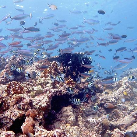 Maleo Moyo Hotel & Dive Resort Moyo Island 외부 사진